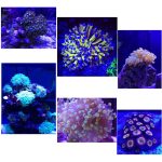 Aquarium lamp led for  coral reef light saltwater - Image 2